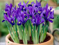 پیاز گل زنبق بنفش( 5 عددی )