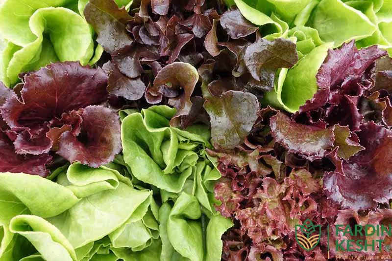 بذر بیبی کاهو میکس قرمز و سبز بسته 50 عددی
