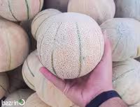 بذر طالبی خط دار