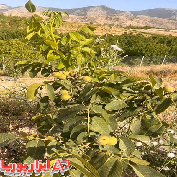 نهال گردو‌ فرنت