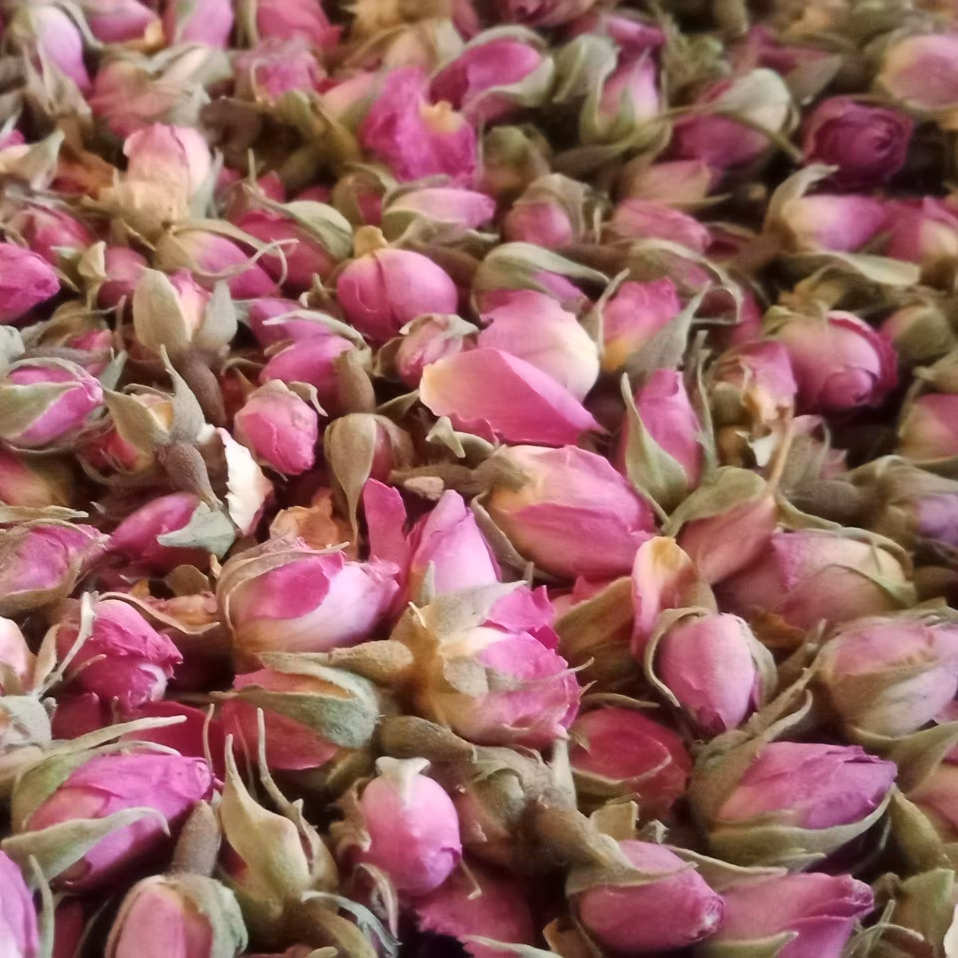 غنچه گل محمدی