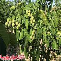 نهال گردو چندلر – نهالستان شاهسون