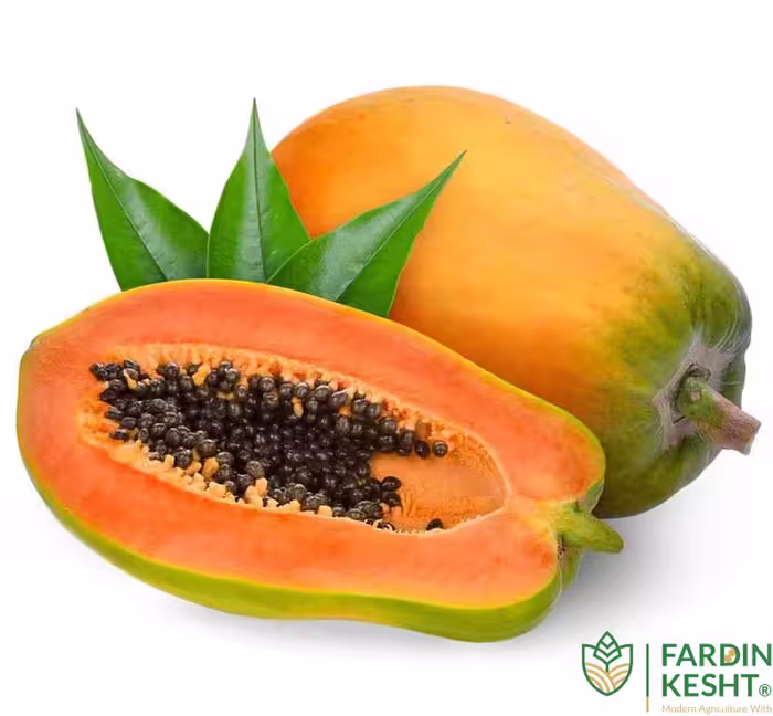 بذر پاپایا رداستار بسته 5 عددی