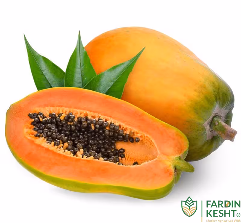 بذر پاپایا رداستار بسته 5 عددی