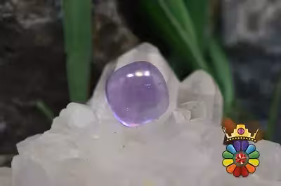 امتیست دامله(کاپوشی)