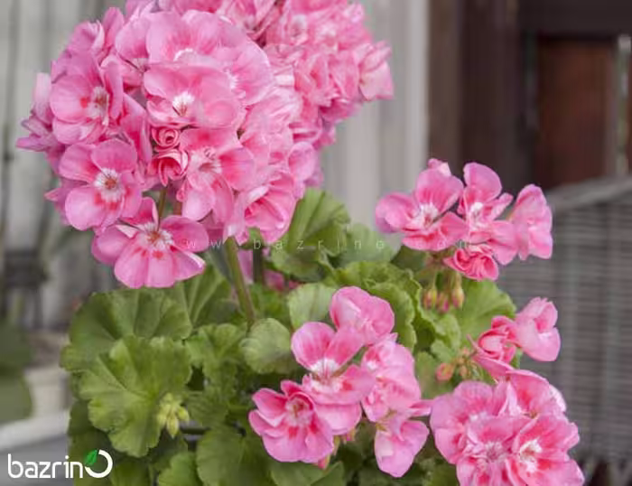 بذر گل شمعدانی صورتی هیبرید F1