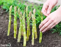 بذر مارچوبه سبز(100 گرمی)