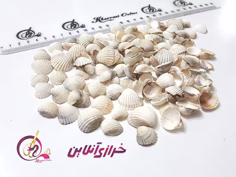 صدف گوش ماهی (50 گرمی)