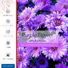 برچسب پوششی ماهوت مدل Purple-Flower مناسب برای تبلت اپل iPad mini 2 2013 A1490