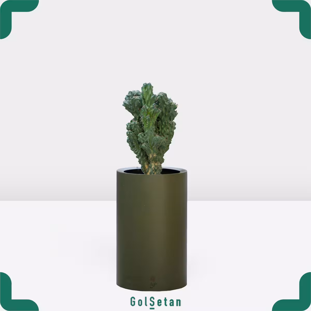 کاکتوس صخره ای فلاور باکس