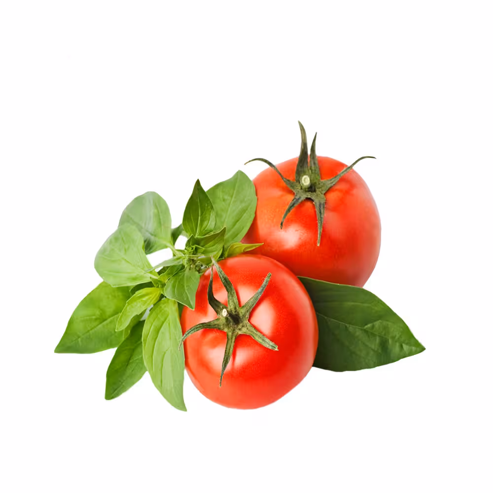 گوجه فرنگی