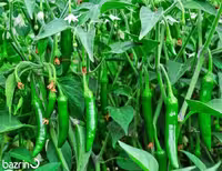 بذر فلفل قلمی سبز تند بوته ای