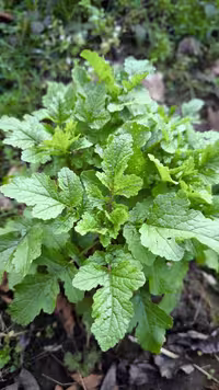 بذر سبزی اسپندیل