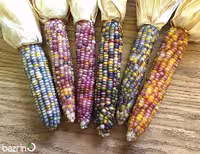 بذر پاپ کرن رنگین کمانی
