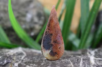 عقیق شجر هند