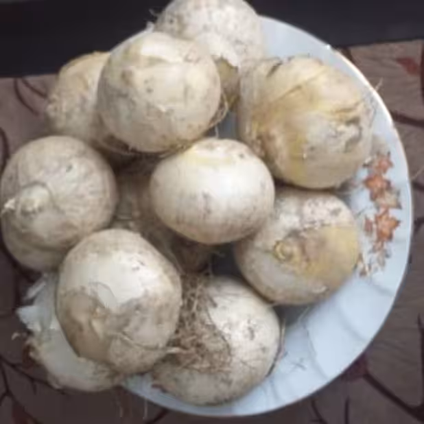 موسیر تازه همدان درجه یک