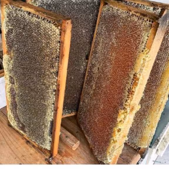 عسل باموم طبیعی