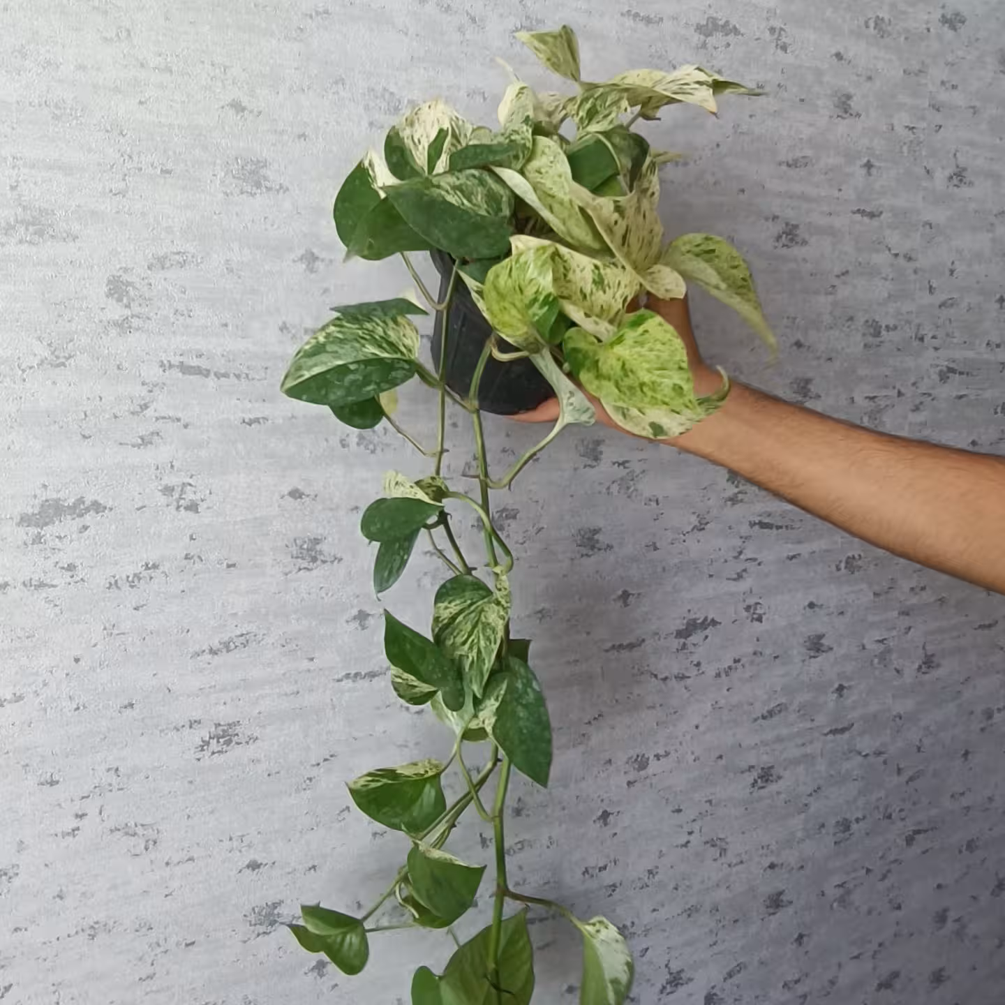 پتوس مرمری marble Queen /گلدان12/ریشه پر/حداقل2بوته/کیفیت فوق العاده/آویز ها بالای80سانتی متر