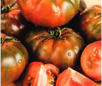 بذر گوجه فرنگی راف ایتالیایی