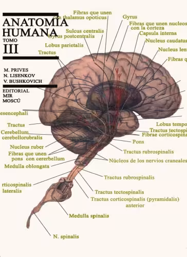 خرید و دانلود نسخه کامل کتاب Anatomía humana. T.III, Angiología, neurología ...