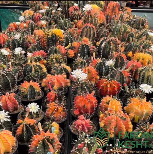 بذر کاکتوس ژمینو میهانویچ میکس بسته 20 عددی