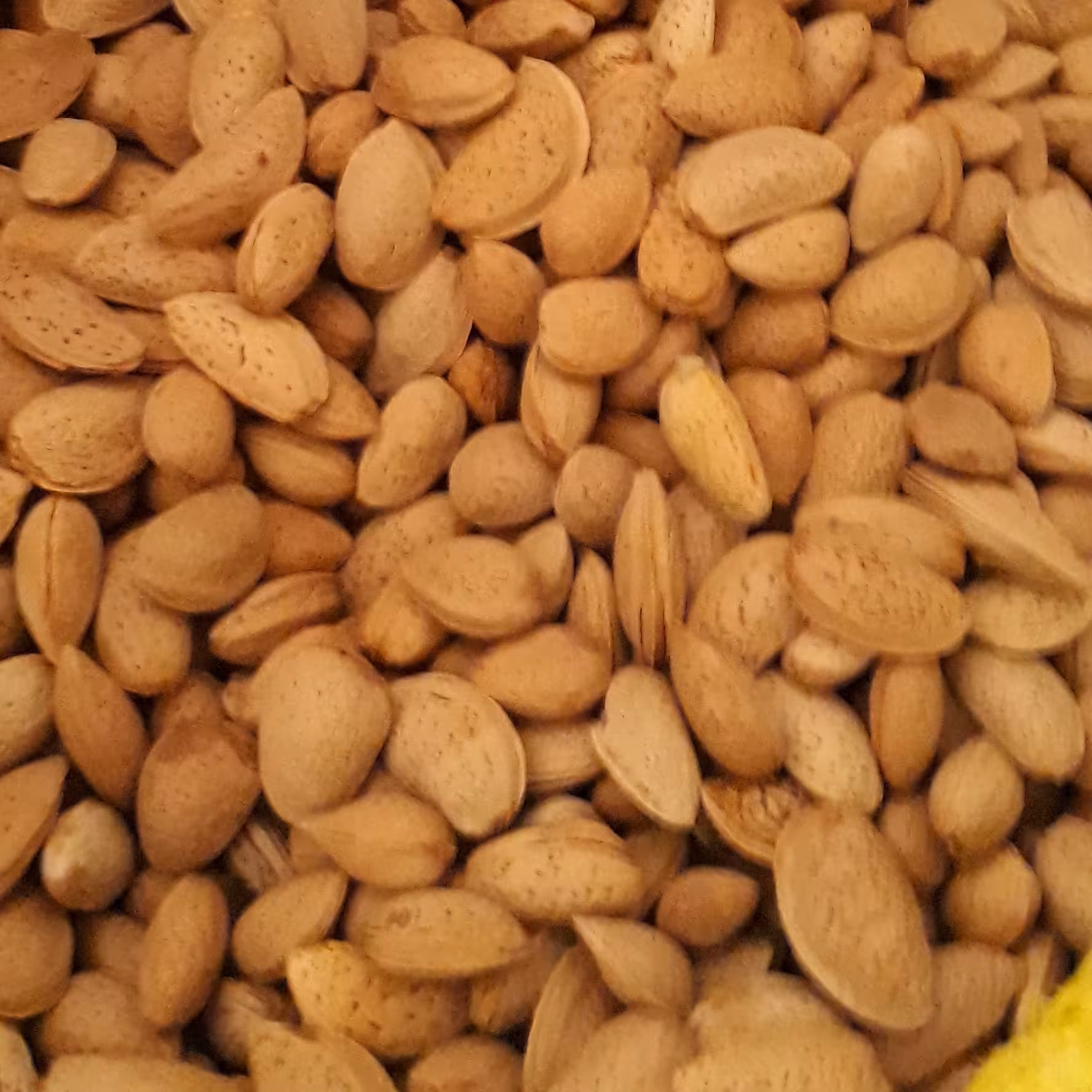بادام سنگی درجه یک