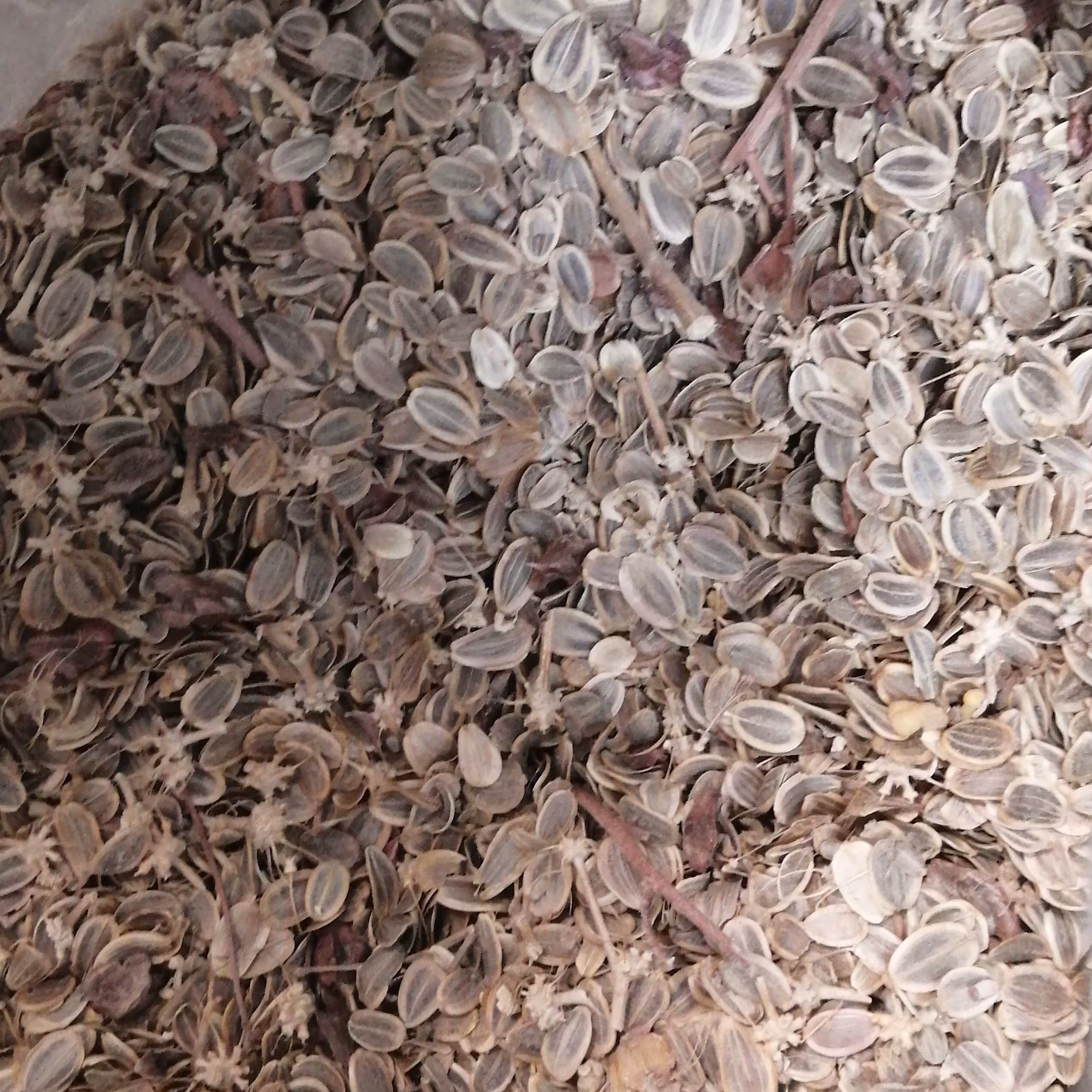 انجدان 75 گرم