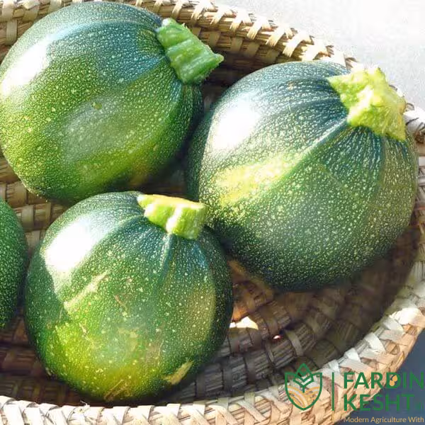 بذر کدو دلمه سبز تیره ایتالیایی بسته 20 عددی