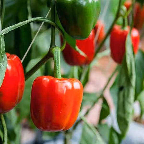 آموزش کشت گلخانه ای فلفل دلمه ای (خاکی)