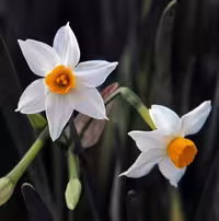 پیاز گل نرگس مسکین