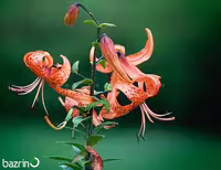 بذر گل چلچراغ(عنکبوتی) نارنجی