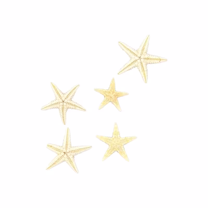 تزیینات ستاره دریایی طبیعی 5 عددی 1 تا 3 سانت رندم