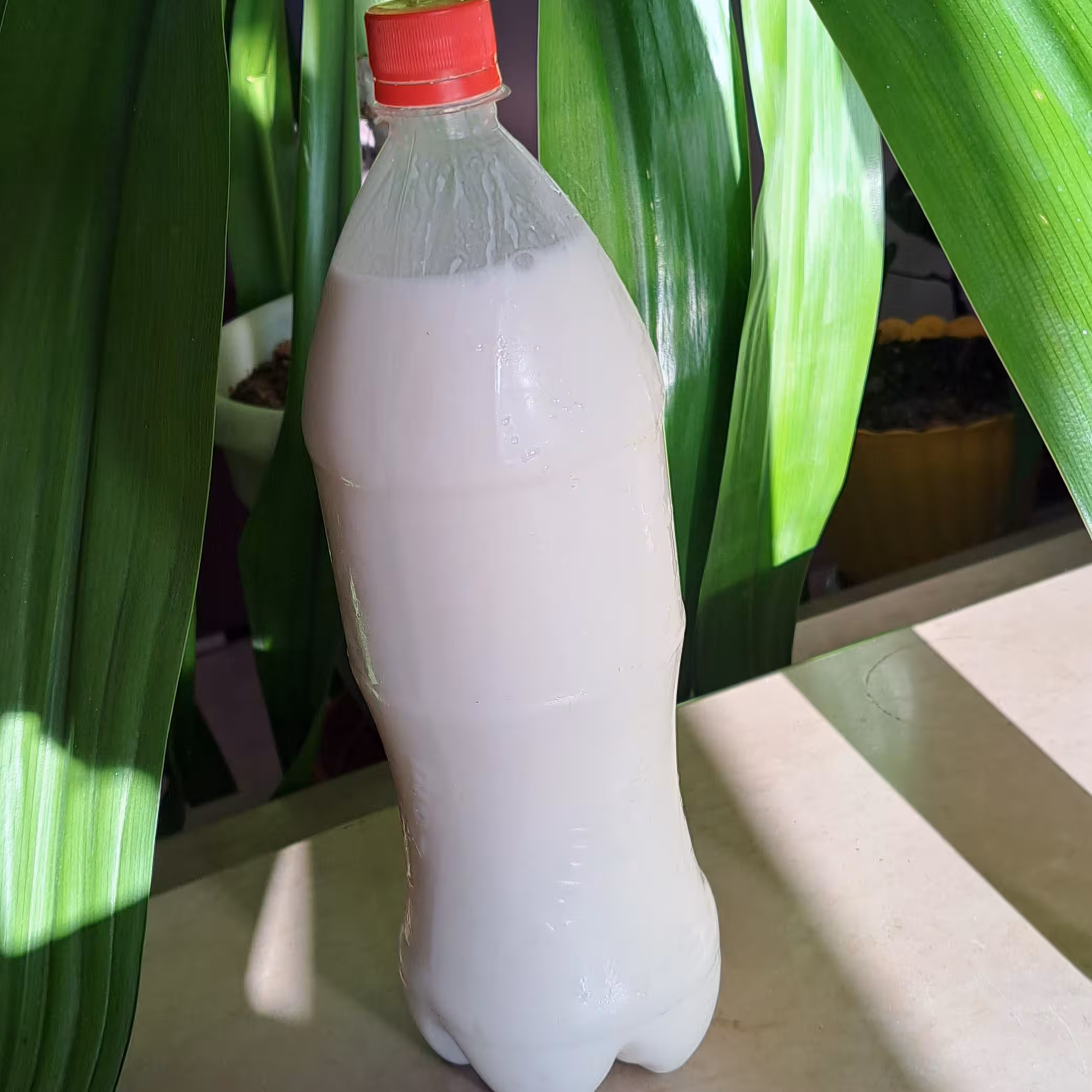 دوغ محلی موسیر دار