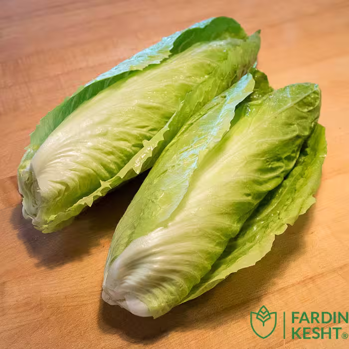 بذر شیکوره شوگرلوف بسته 100 عددی