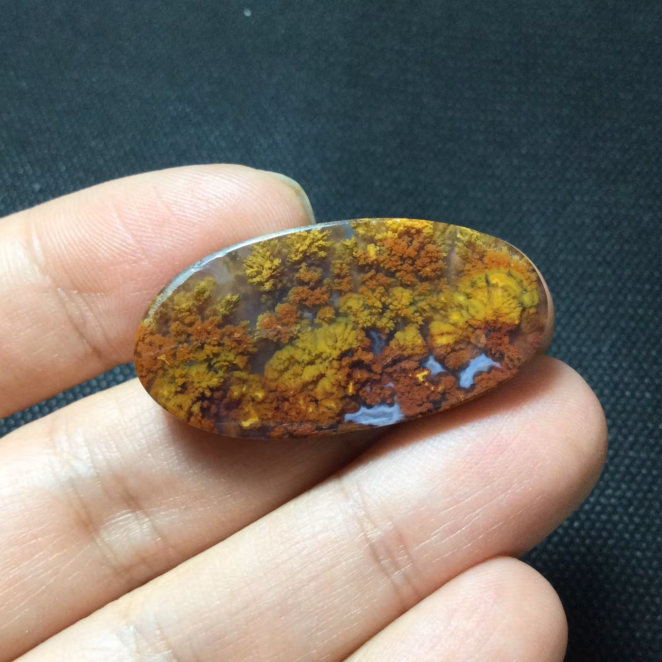 شجر ناب سه قلعه پاییزه ( منظره جنگلی) 