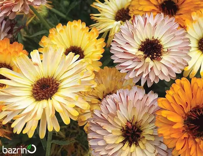 بذر گل همیشه بهار، رنگارنگ، مناسب برای باغچه و گلدان