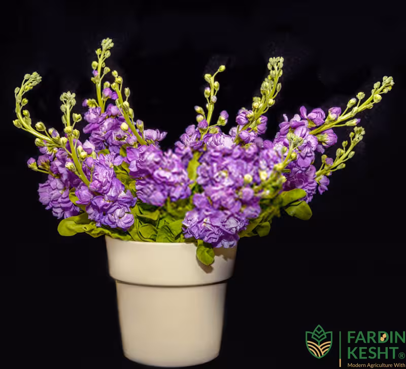 بذر شب بو هیبرید سیندرلا آبی ژاپنی بسته 15 عددی