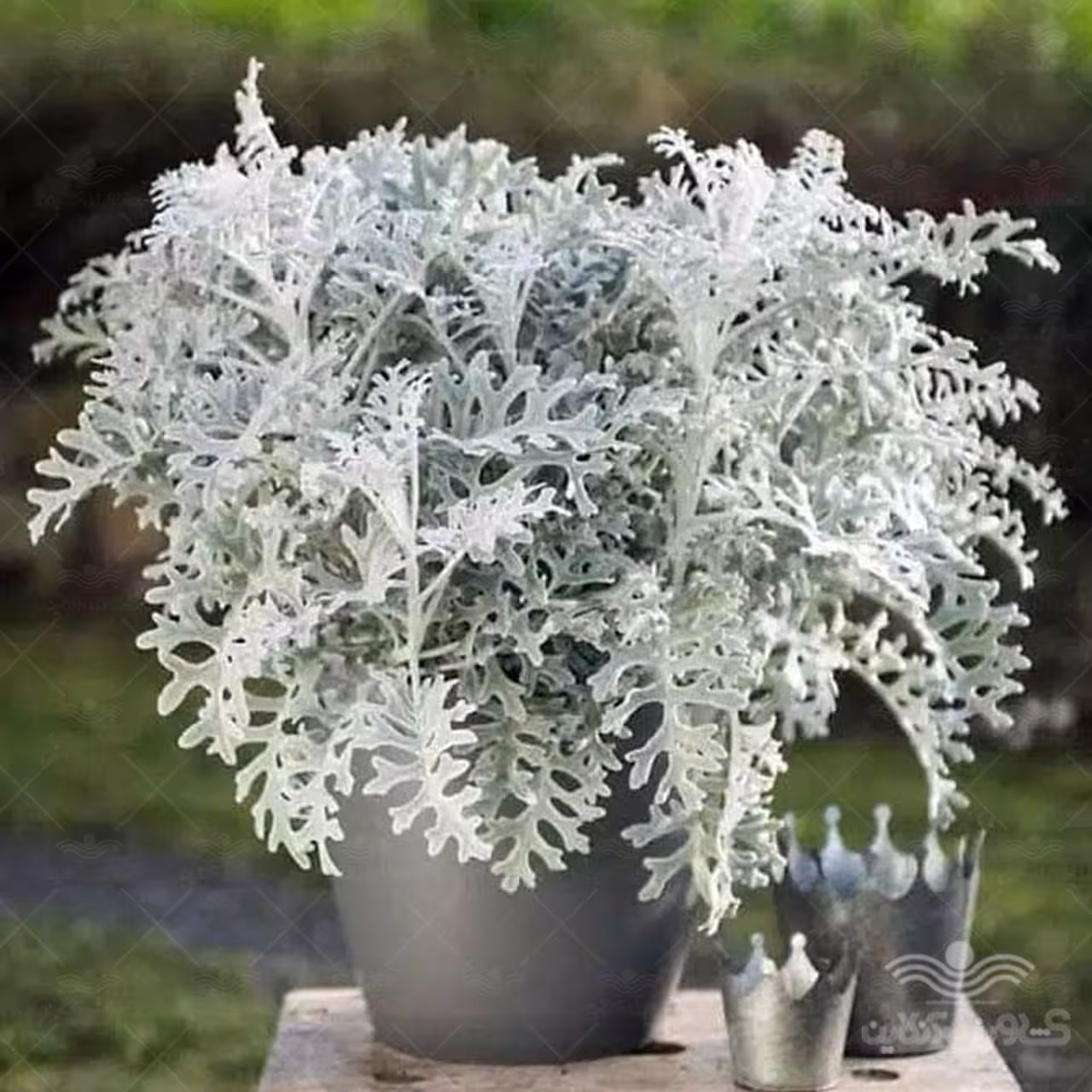 بذر گل ابری نقره ای پاکان بذر
