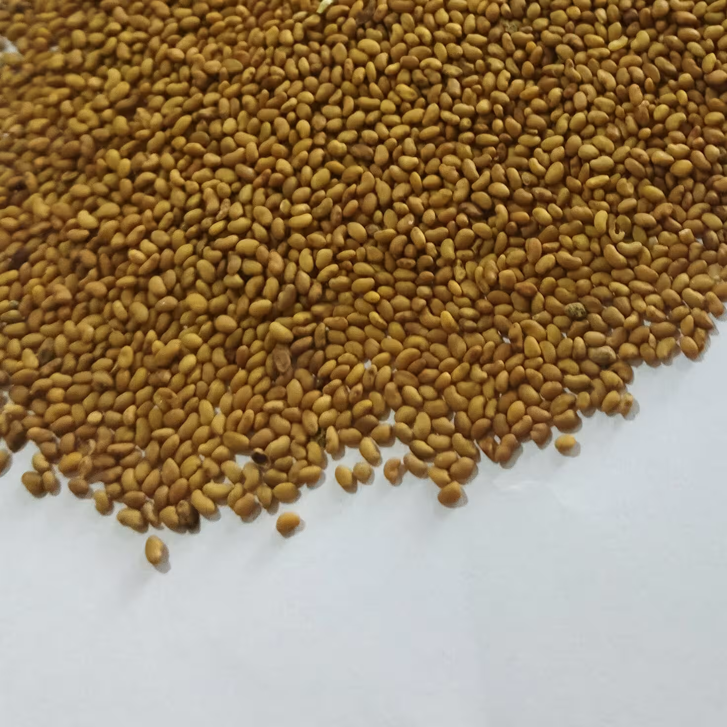 بذر یونجه نیکشهری محلی 