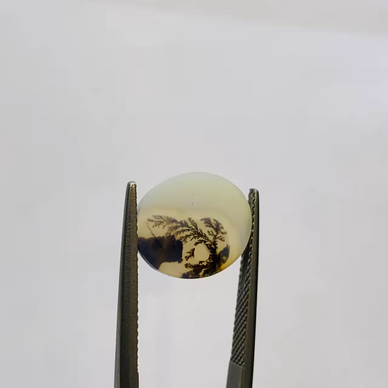 نگین شجر طبیعی هندوستان سایز 15*12 تراش اوال