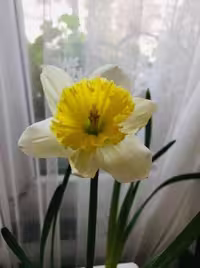 پیاز گل نرگس هلندی Narcissus