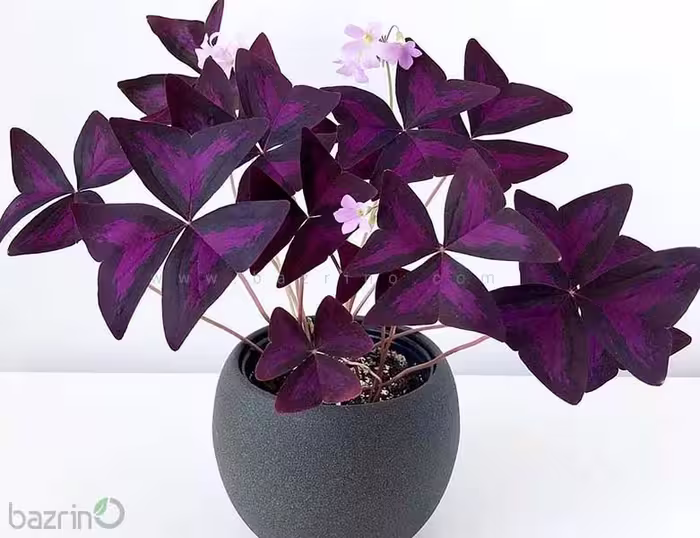 پیاز گل اگزالیس بنفش بسته 5 عددی