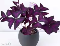 پیاز گل اگزالیس بنفش بسته 5 عددی