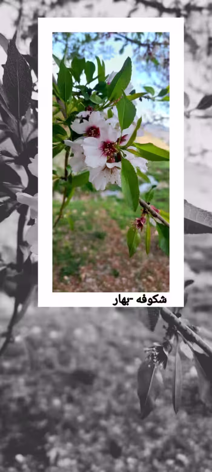 شکوفه-بهار-چهارمحال بختیاری