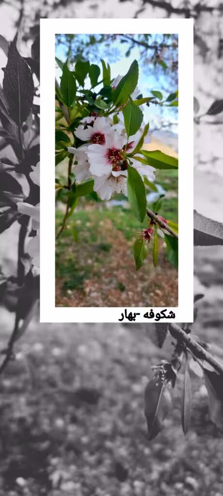 شکوفه-بهار-چهارمحال بختیاری