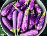 بذر بادمجان صورتی دو رنگ