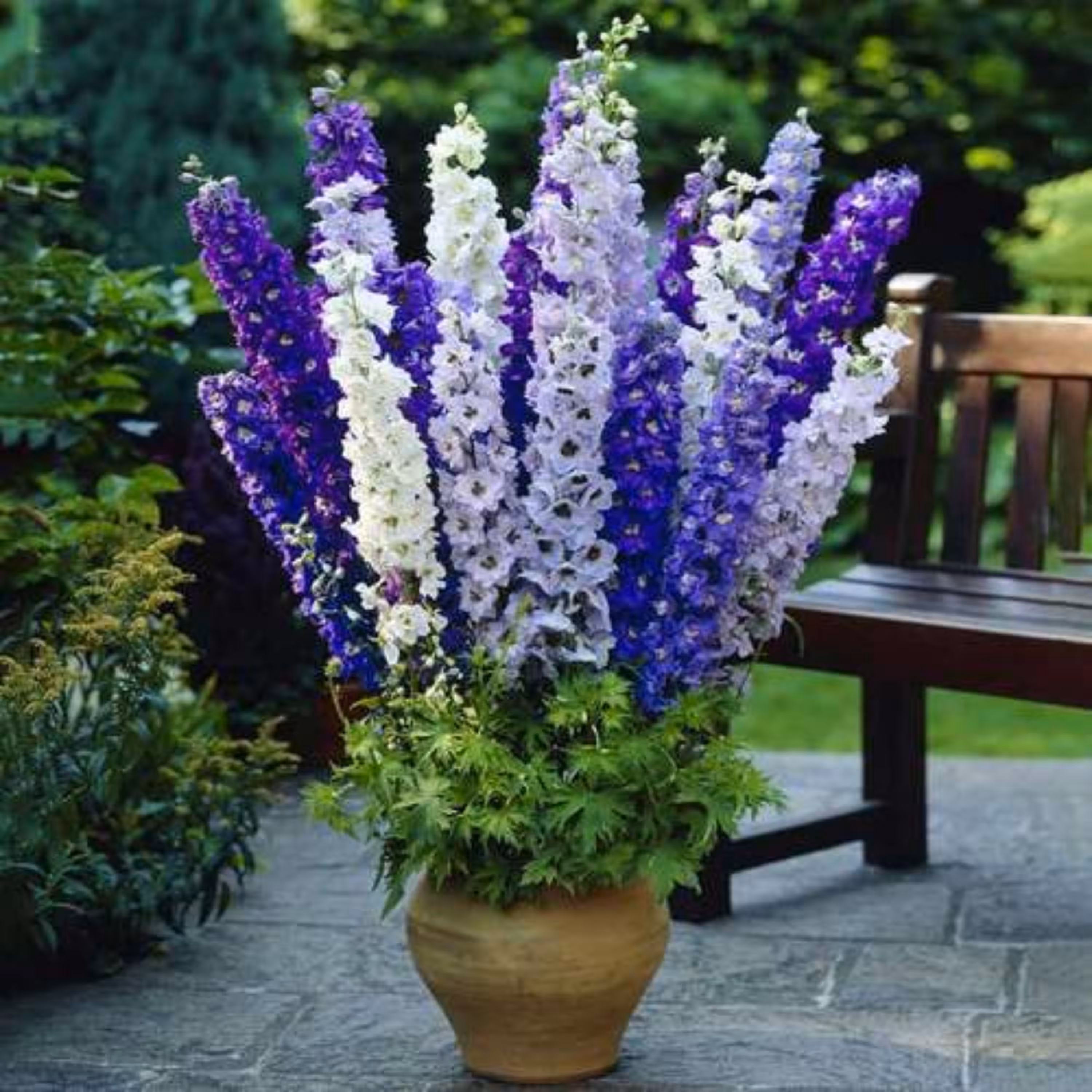 بذر گل دلفینیوم (30 بذر)