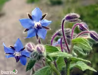 بذر گل گاوزبان اروپایی