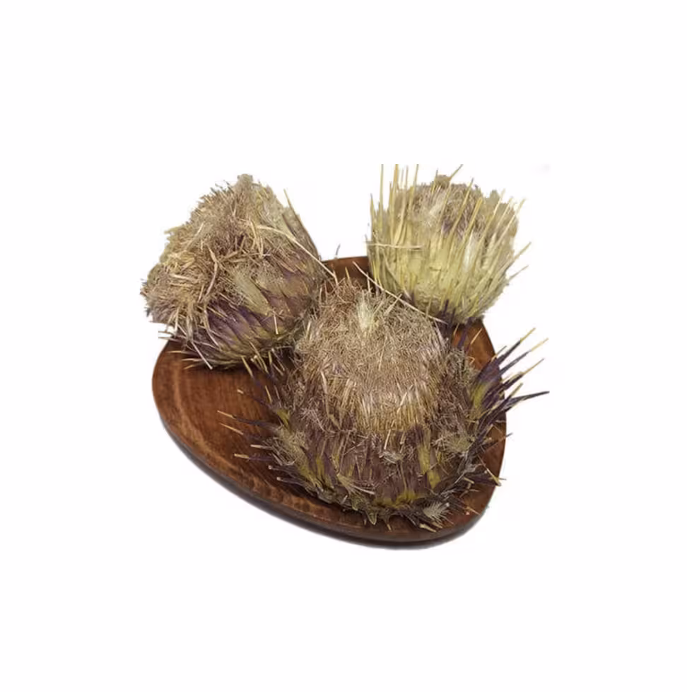 خار مریم خشک شده