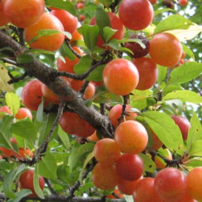 رب آلوچه جنگلی دوطعم ترش وملس گیلان یک کیلویی گیلان .رشت